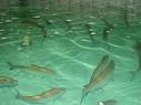 fish in hatchery tub